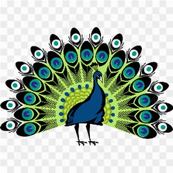 Peacock blue Green 01