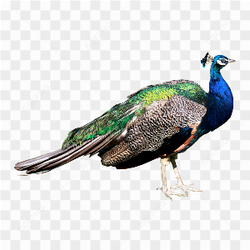 Peacock blue Green 04