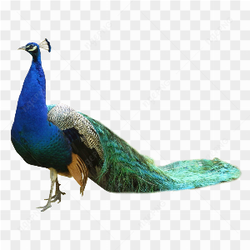 Peacock blue Green 05