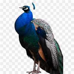 Peacock blue Green 06