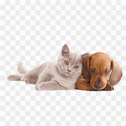 My cat dog