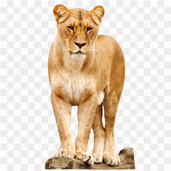 Female tiger boss