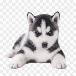 Husky puppy image