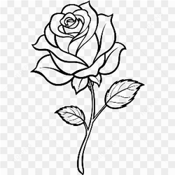 Drawed rose flower 