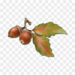 Nuts with leaves