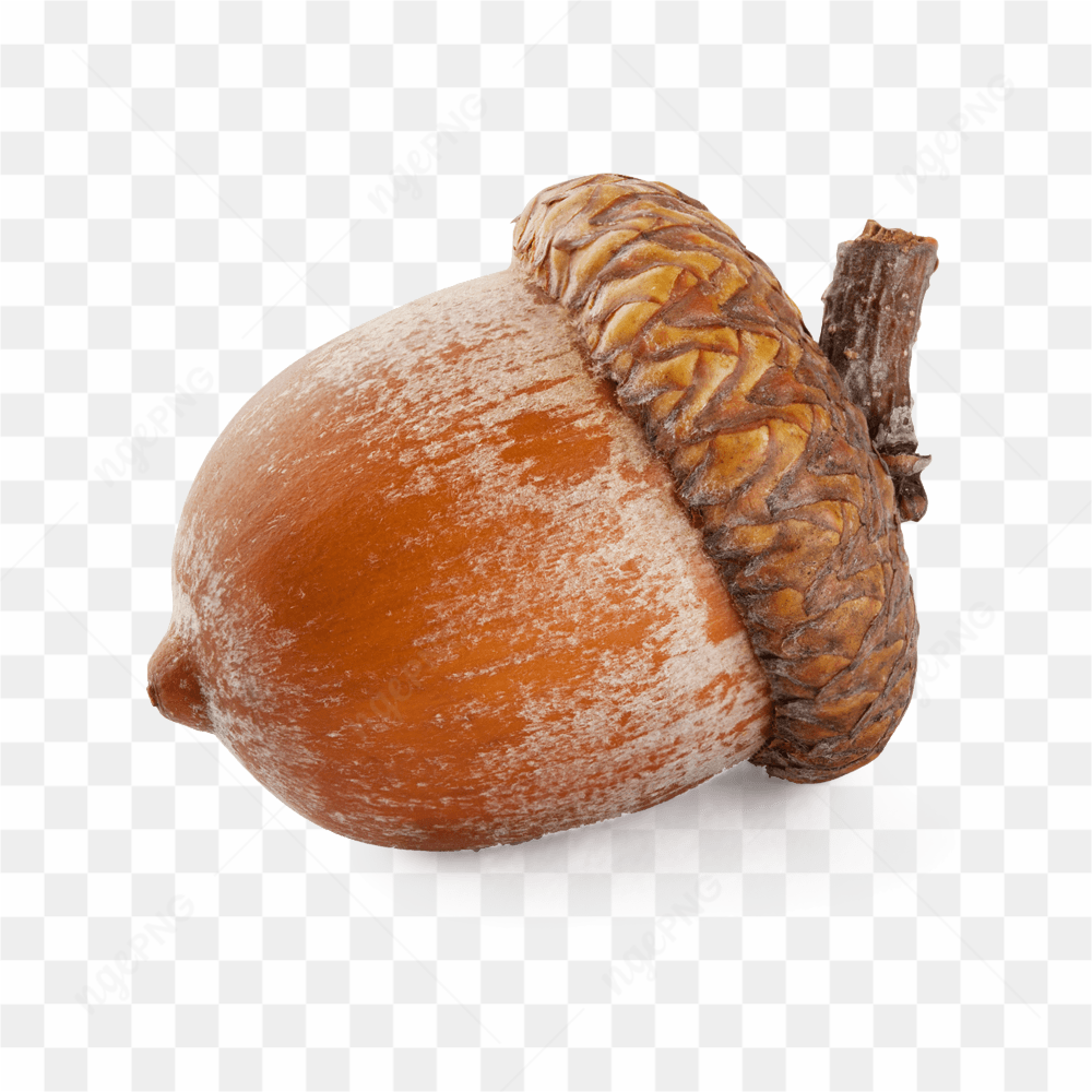 Hazel nuts dried nuts