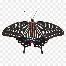 Photograph of a butterfly