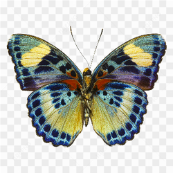 Photograph of a butterfly