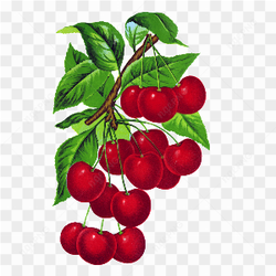 Handmade drawing of red berries