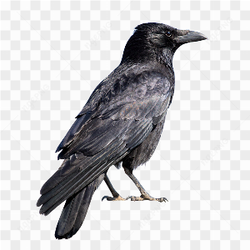 Photograph of a Black raven-crow