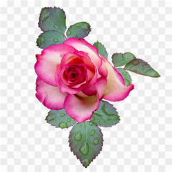Photograph of a pink rose