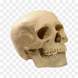 Human skull bone
