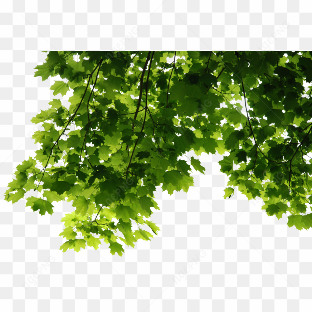 Leaves Tree Png