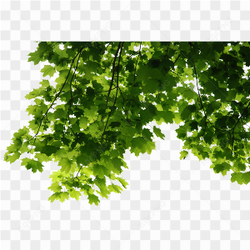 Leaves Tree Png