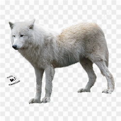 Snow white wolf