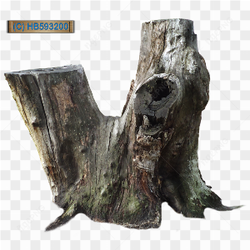 Tree Stump old