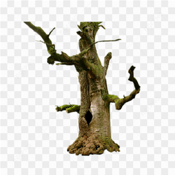 Old Tree Stump