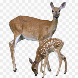 Two Deer Standing