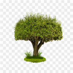 Green Tree Png