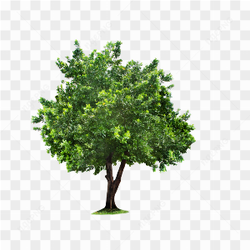 Green Tree Png
