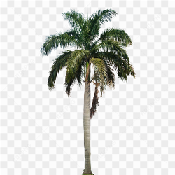 Tropical Coconut Tree
