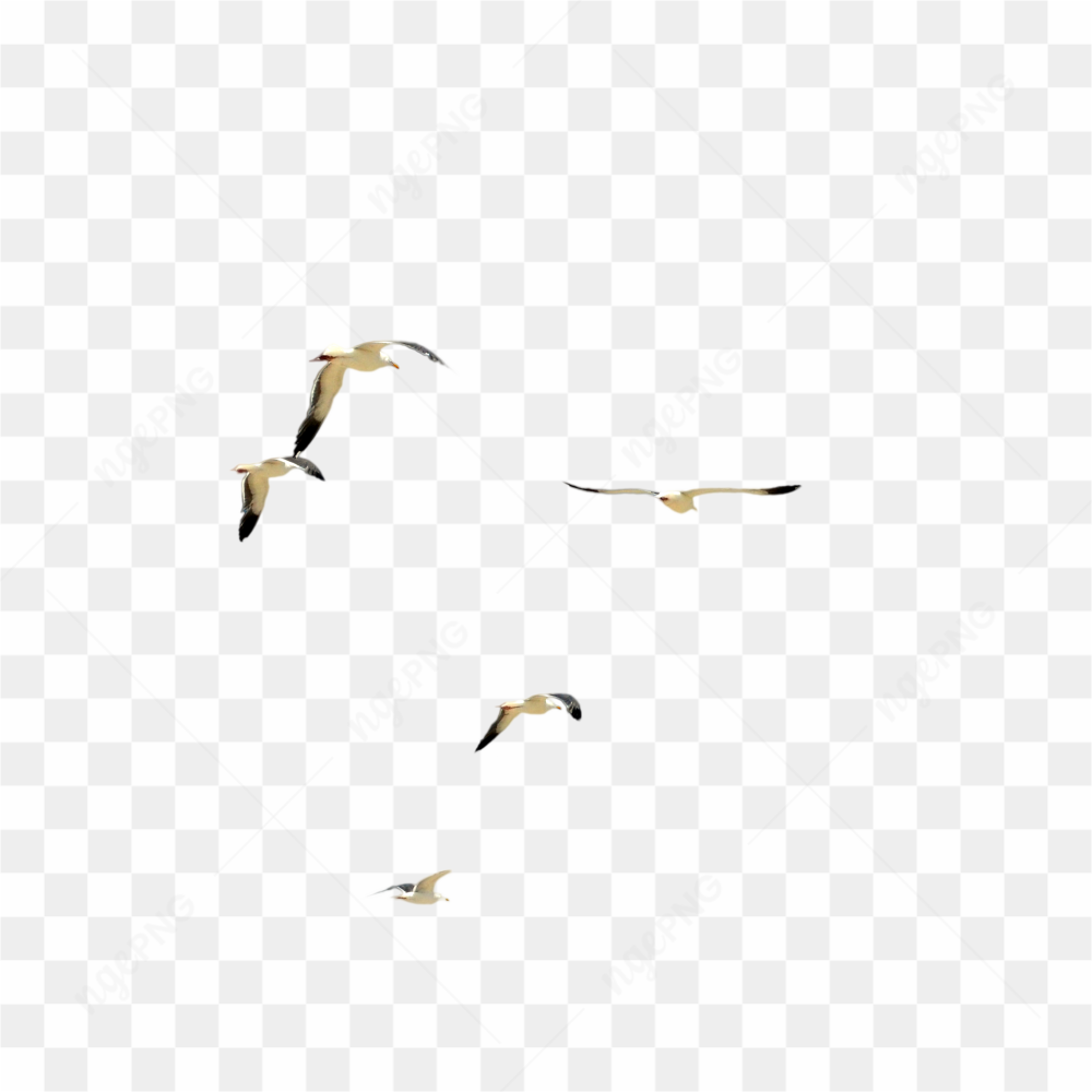 Birds flying in Sky