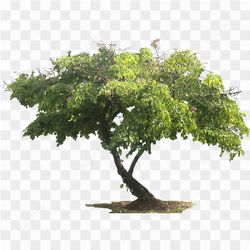 Small Green Tree