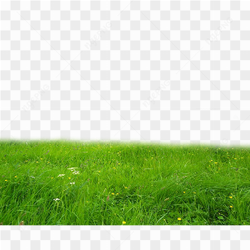 Green Field with small grass