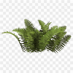 Green Fern plant