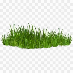 Small Green Grass