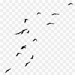 Birds flying in sky