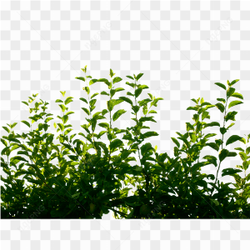 Green Small Plant