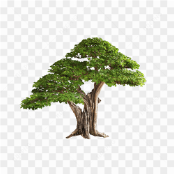Beautiful Green Tree