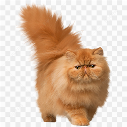 Cat hd png