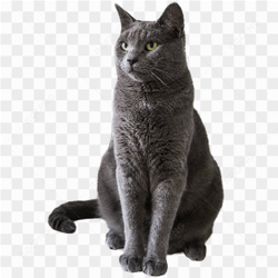 Cat sitting picture