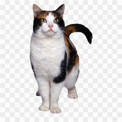 Attentive cat no background
