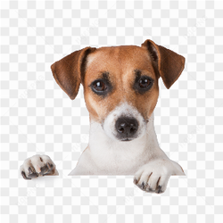 Dog peeking out from behind an object