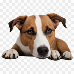 Dog lying in the floor transparent background