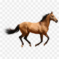 Running horse side picture