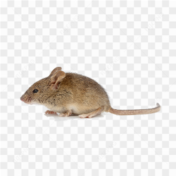Small mouse hd