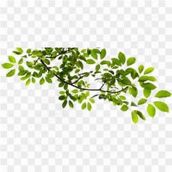 Tree Branch with Leaves