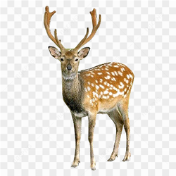 Single Spotted Reindeer 