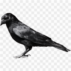 Black Crow Standing