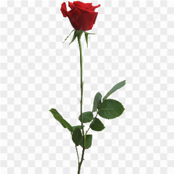 Beautiful Red Rose