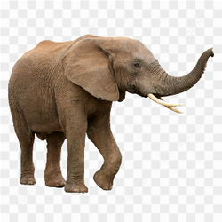 Elephant with Tusk
