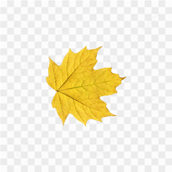 Single Yellow Leaf