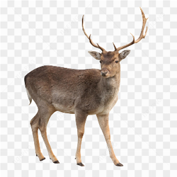 Beautiful Wild Deer