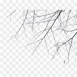Dead Tree Branches