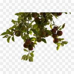 Tree Branch with fruit