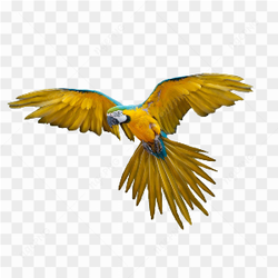 Beautiful Yellow Parrot